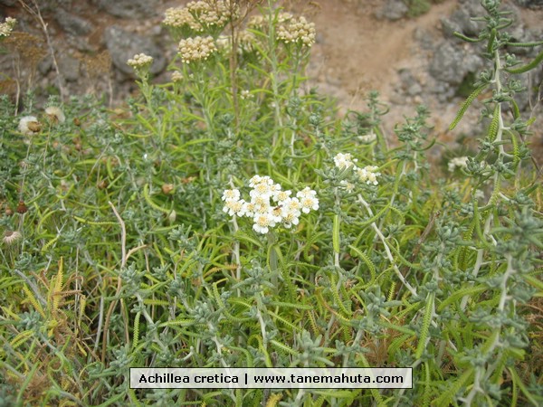 Achillea cretica.jpg