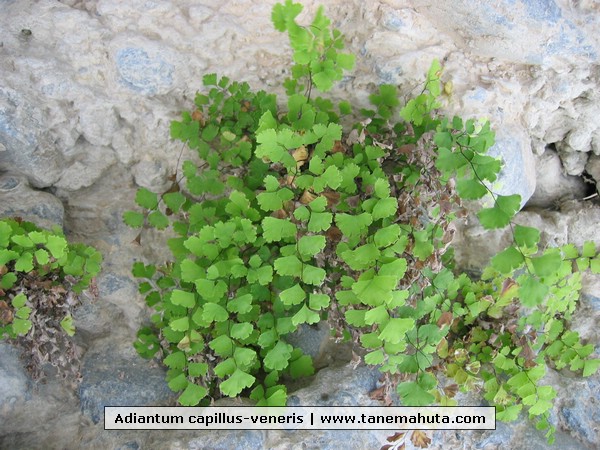 Adiantum capillus-veneris.JPG