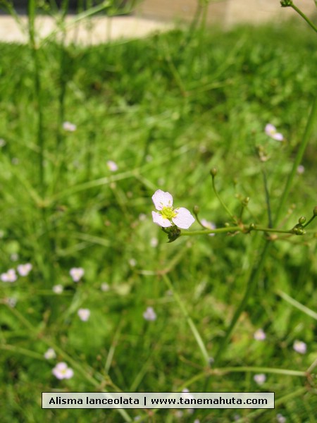 Alisma lanceolata.JPG