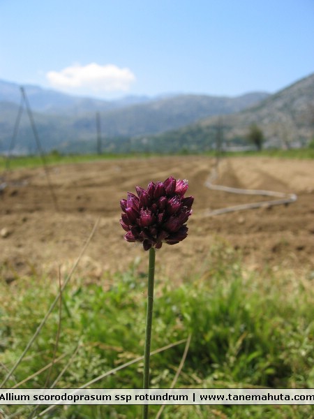 Allium scorodoprasum ssp rotundrum.jpg