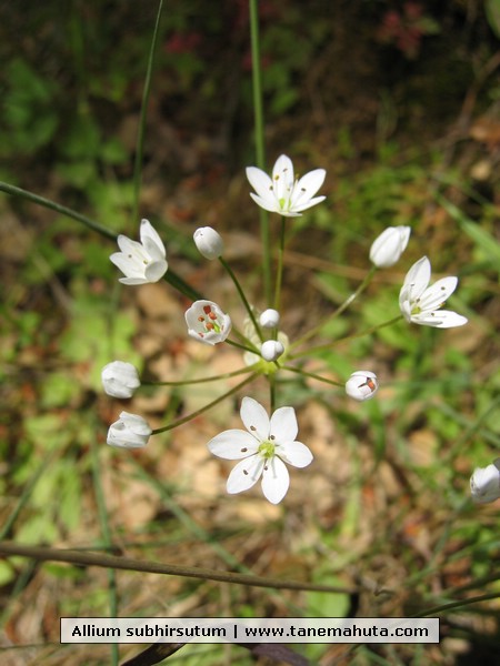 Allium subhirsutum.JPG