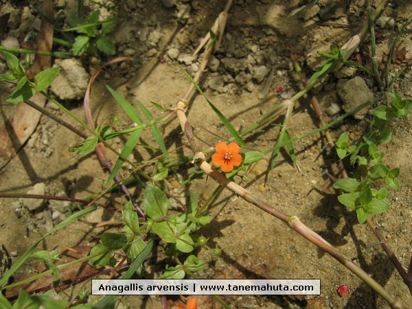 Anagallis arvensis.jpg