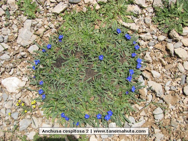 Anchusa cespitosa 2.jpg