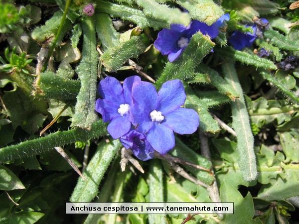 Anchusa cespitosa.JPG