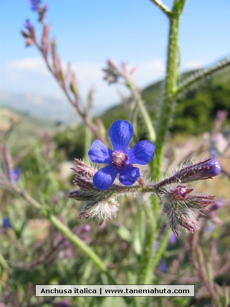 Anchusa italica.jpg