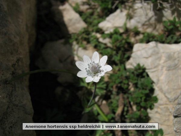 Anemone hortensis ssp heldreichii.JPG