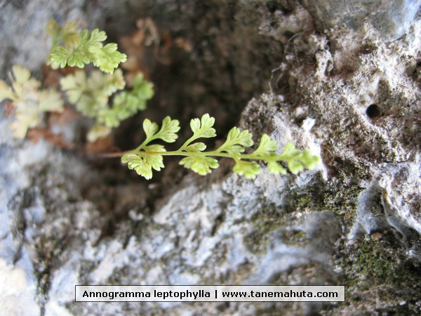 Annogramma leptophylla.JPG