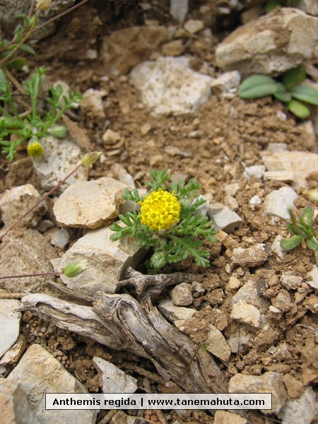 Anthemis regida.JPG