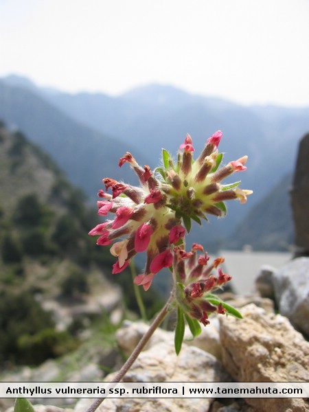 Anthyllus vulneraria ssp. rubriflora.JPG