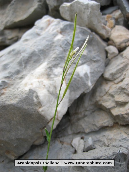 Arabidopsis thaliana.JPG