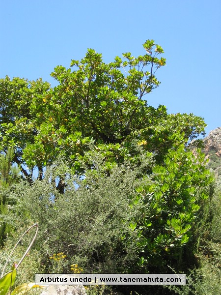 Arbutus unedo.JPG