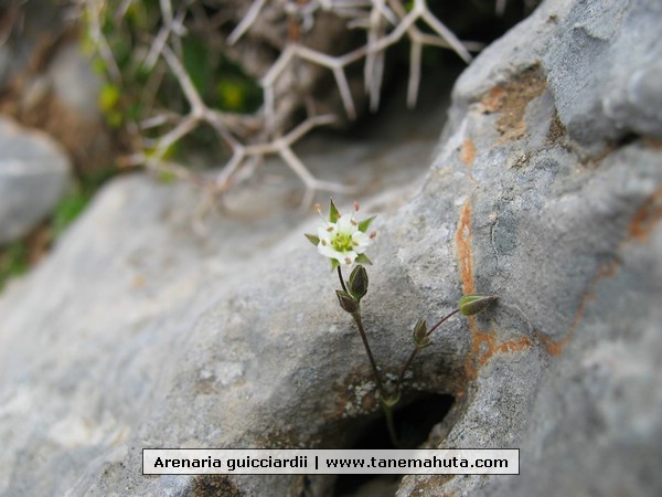 Arenaria guicciardii.JPG