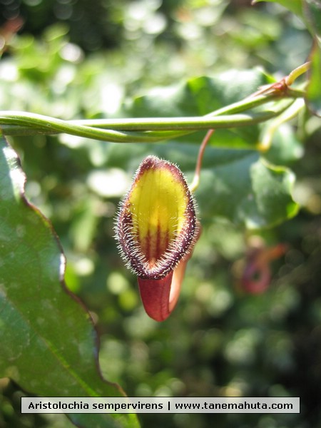 Aristolochia sempervirens.JPG