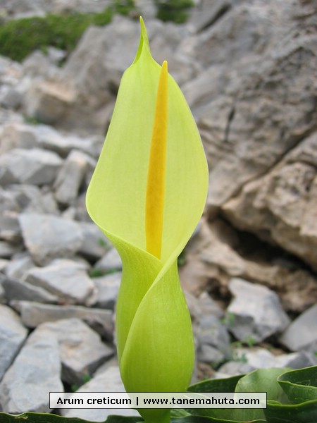 Arum creticum.JPG