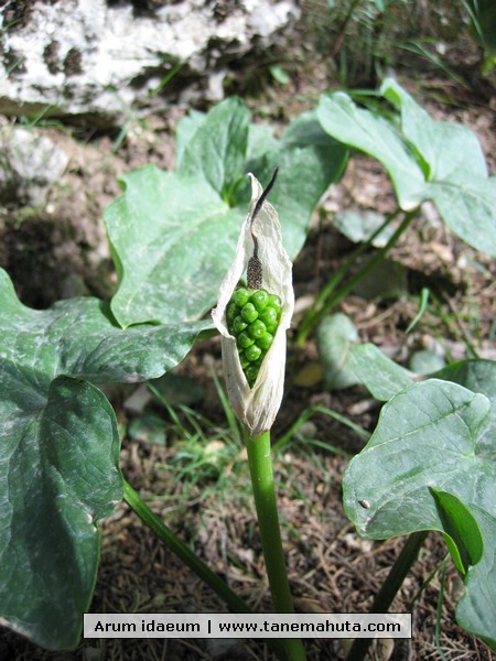 Arum idaeum.JPG