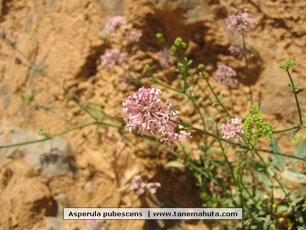 Asperula pubescens .JPG