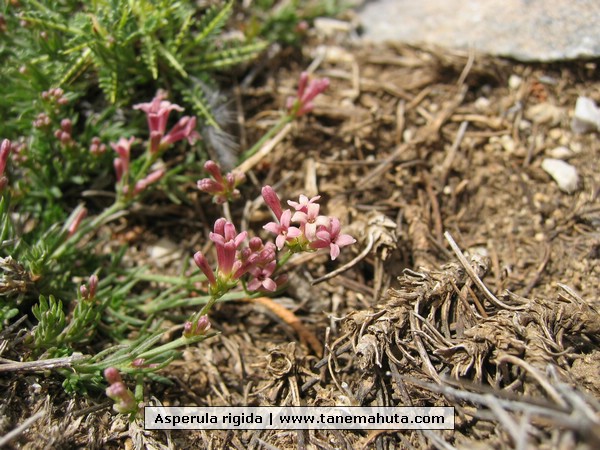 Asperula rigida.jpg