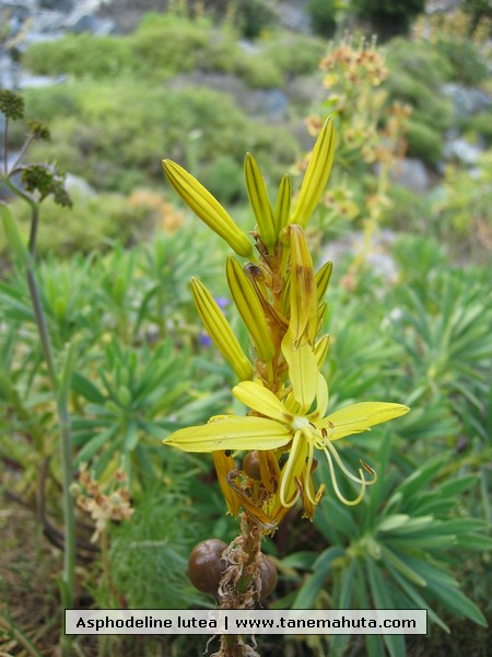 Asphodeline lutea.JPG