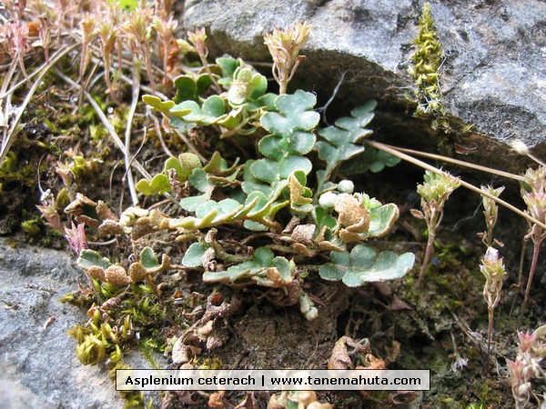 Asplenium ceterach.JPG