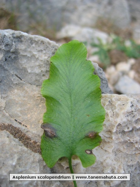 Asplenium scolopendrium.JPG