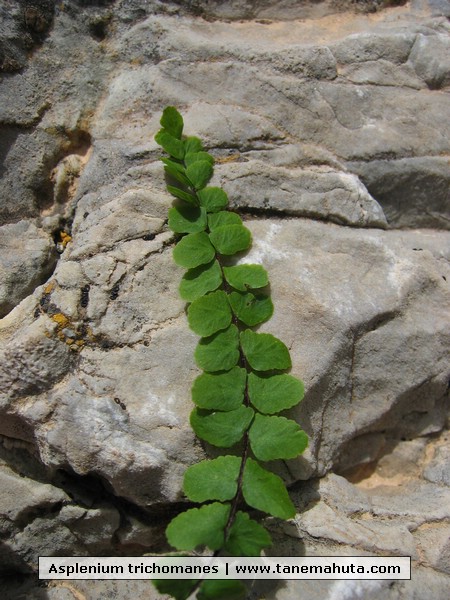 Asplenium trichomanes.JPG