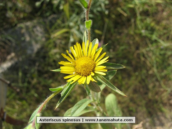 Asteriscus spinosus.JPG