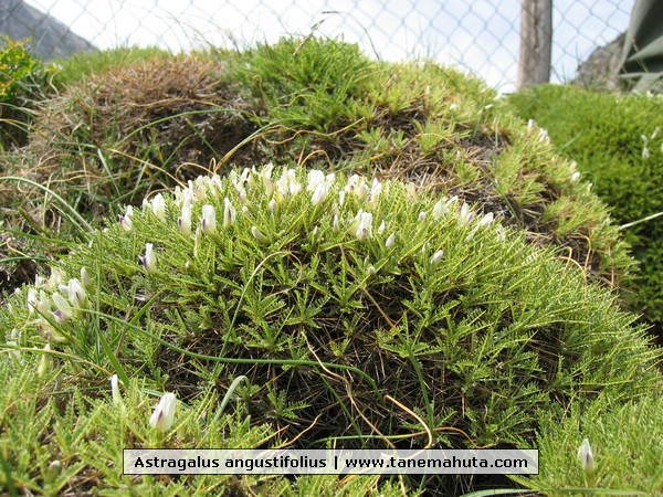 Astragalus angustifolius.JPG