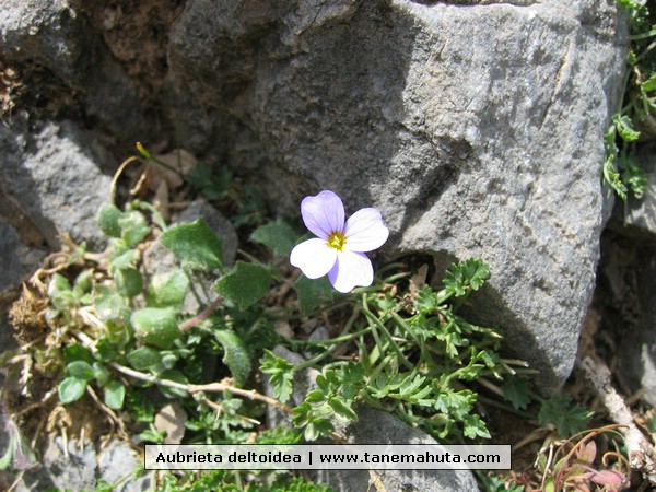 Aubrieta deltoidea.jpg