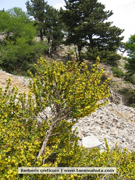 Berberis creticum.JPG