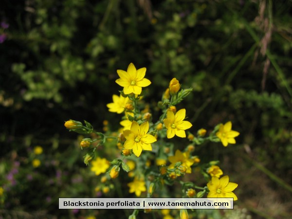 Blackstonia perfoliata.jpg