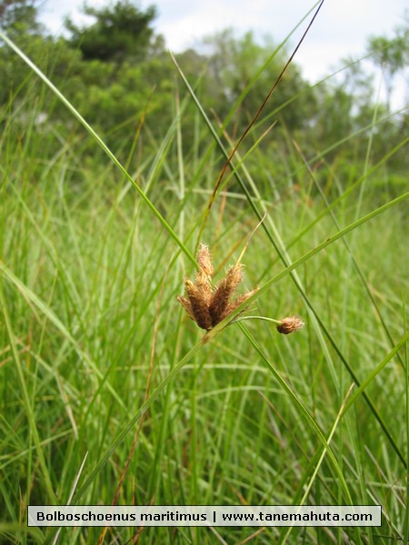 Bolboschoenus maritimus.JPG