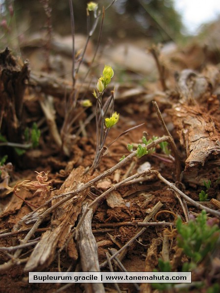 Bupleurum gracile.JPG