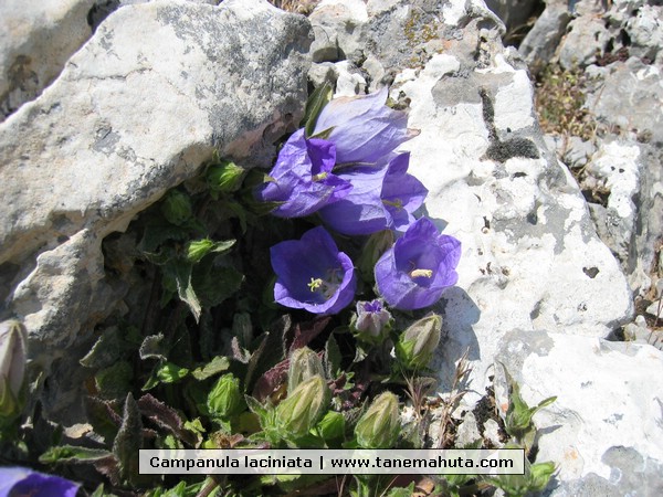 Campanula laciniata.jpg