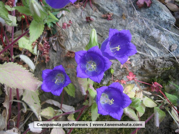 Campanula pelviformes.jpg