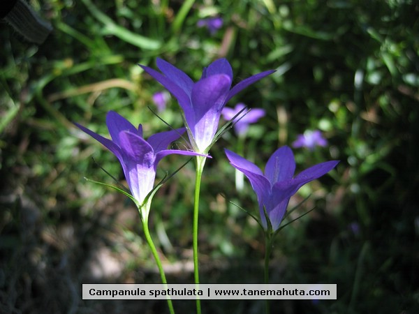 Campanula spathulata.JPG