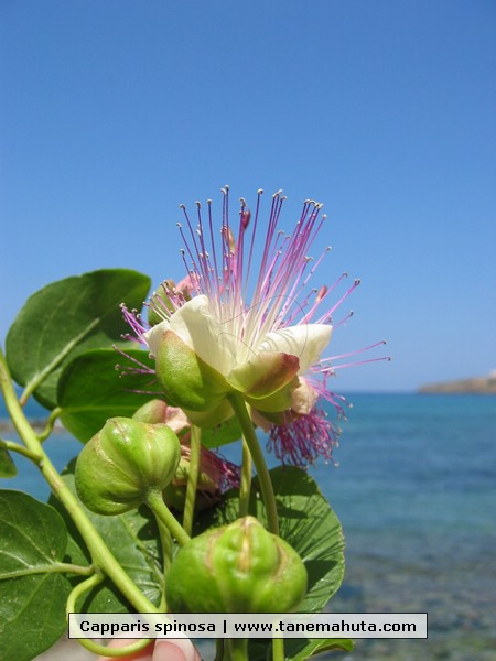 Capparis spinosa.JPG