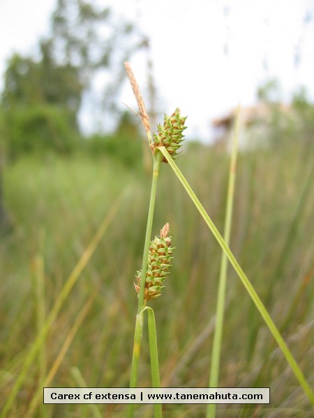 Carex cf extensa.JPG