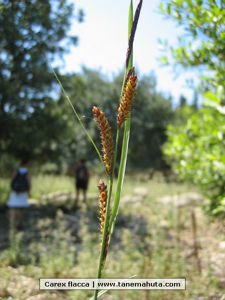 Carex flacca.jpg