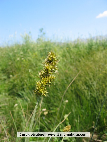 Carex otrubae.JPG