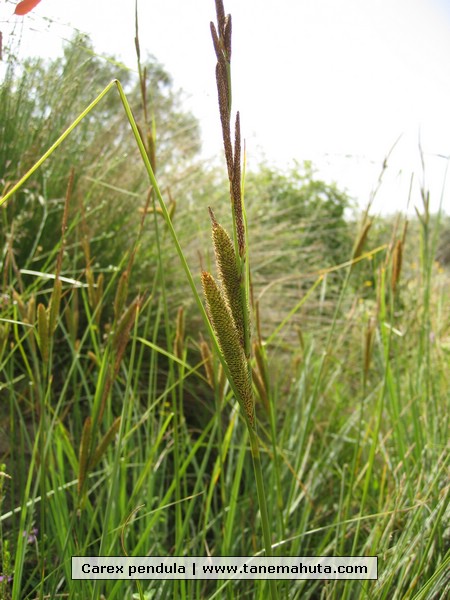 Carex pendula.jpg