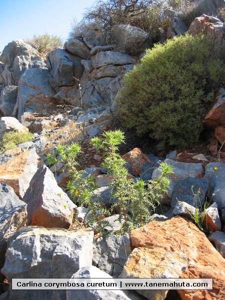 Carlina corymbosa curetum.JPG