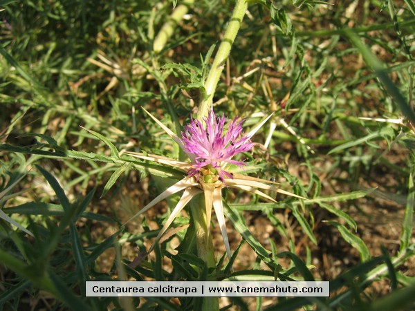 Centaurea calcitrapa.jpg