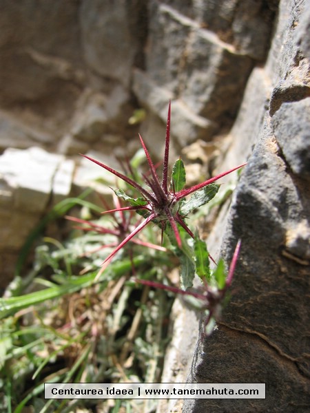 Centaurea idaea.jpg