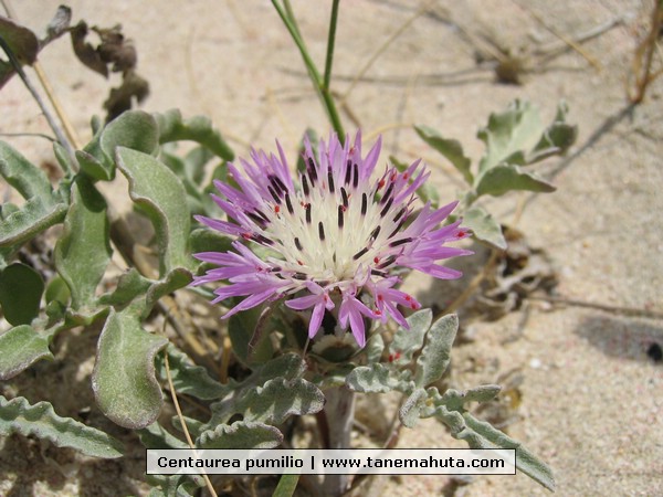 Centaurea pumilio.JPG