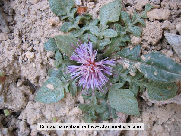 Centaurea raphanina.JPG