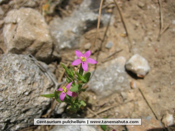 Centaurium pulchellum.JPG