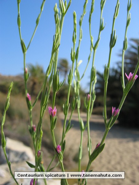 Centaurium spicatum.JPG