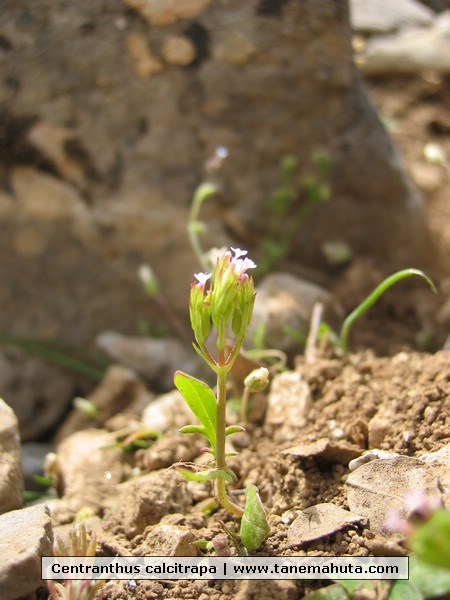 Centranthus calcitrapa.JPG