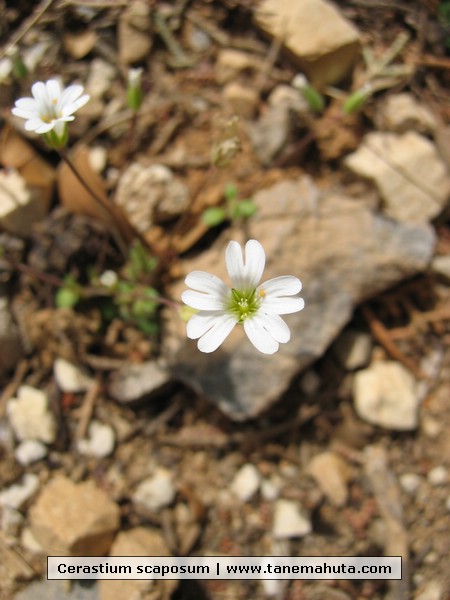 Cerastium scaposum.JPG