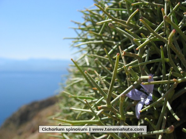 Cichorium spinosum.JPG